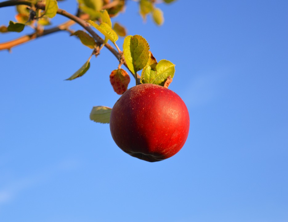 reifer Apfel am Baum