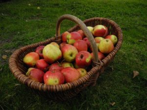 Äpfel für Apfelsaft